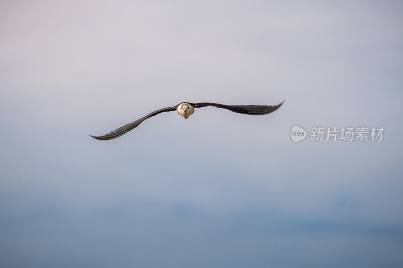 黑翼高跷飞行(Himantopus Himantopus)